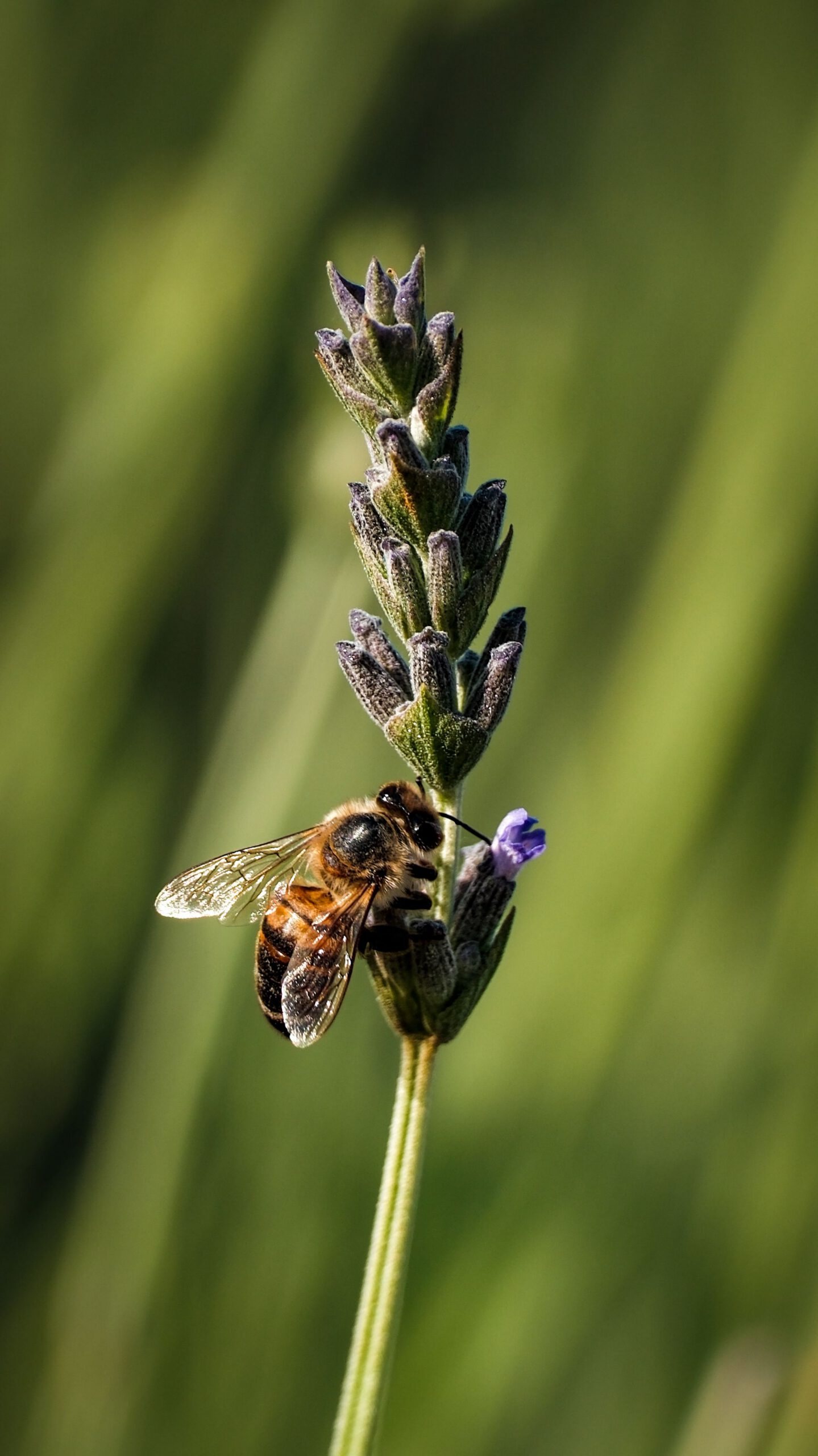 Lavanda con ape